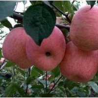 供應(yīng)優(yōu)質(zhì)紅富士蘋果苗