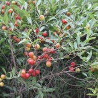 鈣果苗歐李苗大量出售、大量鈣果苗歐李苗低價(jià)優(yōu)惠供應(yīng)