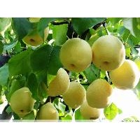 中華玉梨苗
