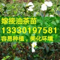 高產(chǎn)油茶苗價格優(yōu)惠,油茶樹苗批發(fā)福建,湖北,江西,廣東,浙江,安徽
