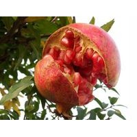 圖-石榴苗，軟子石榴苗，牡丹石榴苗，大紅袍石榴苗