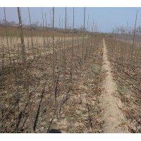 陜西惠民拐棗苗、油用牡丹