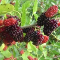 供應(yīng)果桑苗、桃樹苗、櫻桃苗、山楂苗、板栗苗、軟棗苗、柿子苗、