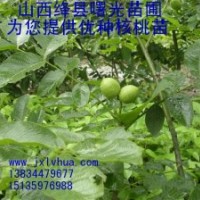 山西絳縣曙光苗圃的優(yōu)質(zhì) 8518 核桃苗