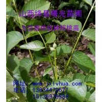 供應優(yōu)質香玲核桃苗