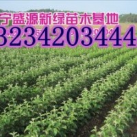 寒富蘋果苗