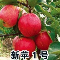 長(zhǎng)春出售葡萄苗，佳木斯哪有出售葡萄苗的，牡丹江葡萄苗