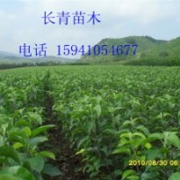 寒富蘋果苗，123蘋果苗，遼寧蘋果苗