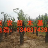 造景棗樹