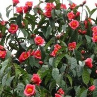 供應50-80厘米高觀花油用型大果紅花油茶苗