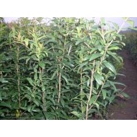 果樹(shù)苗及綠化苗