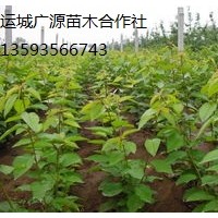 山西櫻桃小苗出售、櫻桃小苗優(yōu)惠價格出售