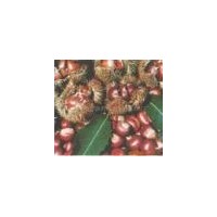 板栗苗，石豐，海豐，華豐，大紅袍，沂蒙短枝，日本油栗。