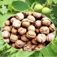 四川一品農(nóng)牧早實品種，中熟型香玲核桃苗