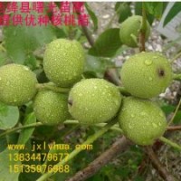 中林核桃苗，成品核桃苗，新品種核桃苗