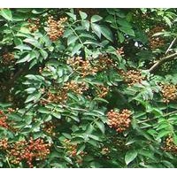 供應花椒苗 花椒苗基地