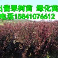 批發(fā)123果樹苗，寒富蘋果苗，李子苗，王族海棠苗