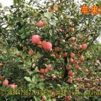 供應蘋果樹/山楂樹/山桃樹/山杏樹/核桃樹/核桃苗