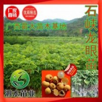 廣西靈山海南 石峽龍眼儲(chǔ)良桂圓嫁接苗 占地綠化果樹苗木批發(fā)