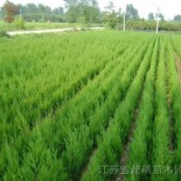 側(cè)柏、國槐、皂角、花椒、成品核桃苗