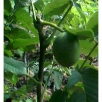 果樹苗，核桃苗，蘋果苗，山楂苗，桃樹苗，梨樹，柿子樹，山楂樹