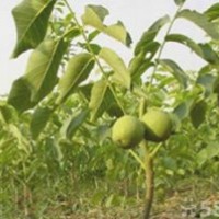 核桃實生苗核桃嫁接苗
