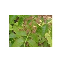 核桃苗、麻核桃苗（實(shí)生核桃苗-嫁接核桃苗-品種核桃苗）