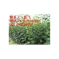 供應柿子苗占地柿子苗1-30公分占地柿子樹