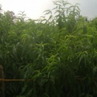 低價供應(yīng)核桃苗，山桃苗，毛桃苗，山楂苗，梨樹苗