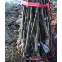 山西核桃苗訂購(gòu)，多年經(jīng)營(yíng)，貨源穩(wěn)定