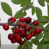 櫻桃苗：紅燈、早大果、意大利早紅、那翁等