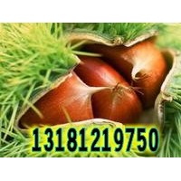 大紅袍板栗苗/處暑紅板栗苗/華豐板栗苗