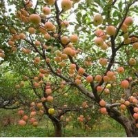 山西占地果樹【蘋果樹山楂樹桃樹柿子樹】