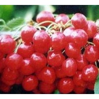 山西優(yōu)質的大粒櫻桃