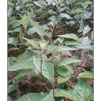 大量供應(yīng)東北黑山櫻砧木 嫁接櫻桃 櫻花 矮櫻 太陽(yáng)李系列等等