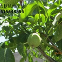 薄皮核桃苗，當(dāng)年結(jié)果薄皮核桃苗