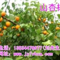山杏苗，家杏苗 供應(yīng)3-8公分山杏苗、家杏苗