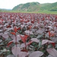 紅葉海棠樹苗