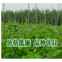 貝達(dá)葡萄苗 扦插紅提葡萄苗