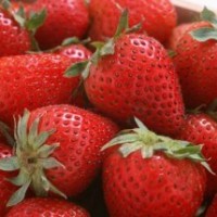 山東草莓苗供應 草莓苗品種基地