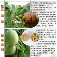 豐產(chǎn)核桃苗/豐產(chǎn)核桃苗銷售/豐產(chǎn)核桃苗價格