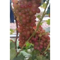 哪有賣無核寒香蜜葡萄苗的供應(yīng)商|吉林黑龍江遼寧夏黑葡萄苗