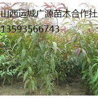 山桃苗出售、2-3公分山桃苗價格優(yōu)惠