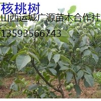核桃樹出售、2-5公分核桃樹、核桃樹價格