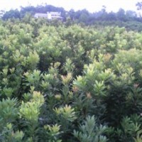 低價楊梅苗