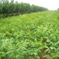 蘋果苗,山楂苗,核桃苗,花椒苗,側(cè)柏特價(jià)出售