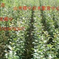 蘋(píng)果苗