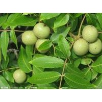 出售1米以上核桃苗、急售
