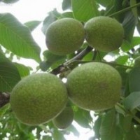 核桃苗