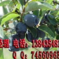 藍(lán)靛果苗 藍(lán)果忍冬苗 藍(lán)靛果忍冬苗